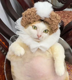 Chubby Vietnam Cat meme 1