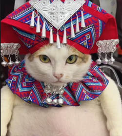 Chubby Vietnam Cat meme 2