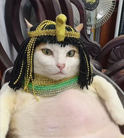 Chubby Vietnam Cat meme 3