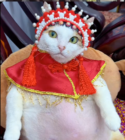 Chubby Vietnam Cat meme 4