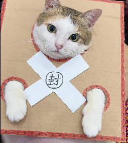 Chubby Vietnam Cat meme 5