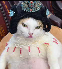 Chubby Vietnam Cat meme 6