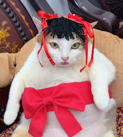 Chubby Vietnam Cat meme 7