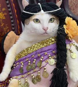 Chubby Vietnam Cat meme 8